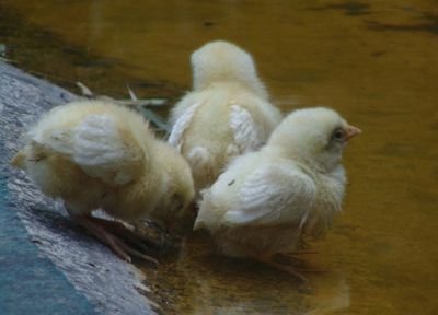 Dipanja27341778's profile picture. 