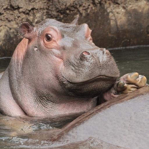 王子動物園の動物達、野鳥やウラナミシジミを撮る事が好き📷
アイコンは王子で生まれたカバの出目吉🐾