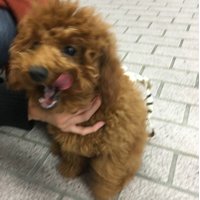 道元 良 (@kmrdkn9981) 's Twitter Profile