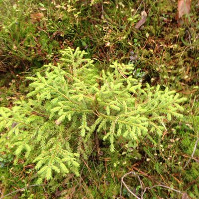 KocherginaElen2's profile picture. 