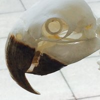 Helen Reynolds (@ofnightsky) 's Twitter Profile
