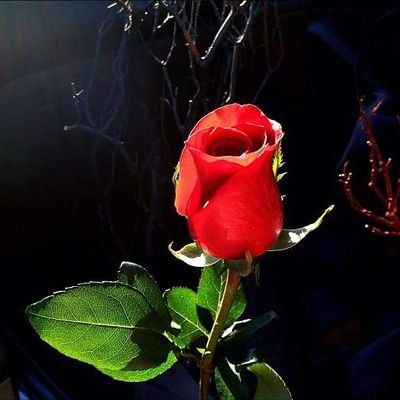 wow2383's profile picture. 