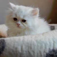 Classy Cats (@tomcatclassy) 's Twitter Profile