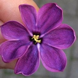 AtehSalts's profile picture. 