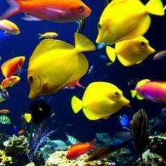 Nos encanta el mar, si vemos el mar en ti con certeza te RT.