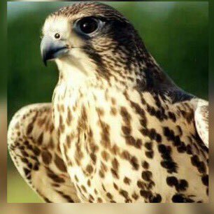 abdullas1983's profile picture. 