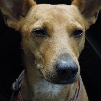 pstnc's profile picture. 