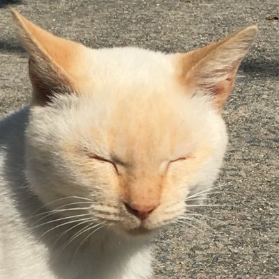 katoruhoshiko's profile picture. 