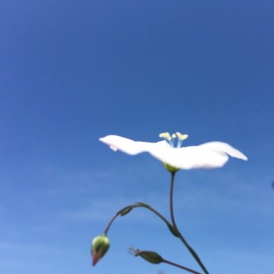 aoyagisantara's profile picture.