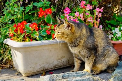 ねこ