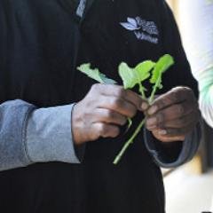 Enthusiastic Garden Organic volunteers supporting community food growing in borough of Croydon. Part of Croydon Food Flagship. Free food-growing advice!