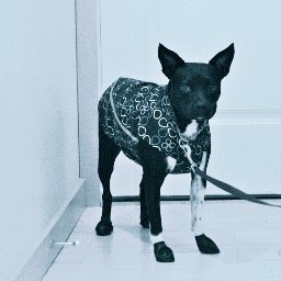 cosmopolitanK9's profile picture. North American Rock Terrier; urban dog, urbane dog; gender fluid; pacifist.