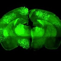 Manuel Valiente (@valientelab) 's Twitter Profile Photo Manuel Valiente (@valientelab) 's Twitter Profile Photo