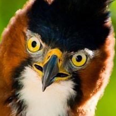 aviculae's profile picture. 