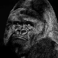 広告ゴリラ (@adv_gorilla) Twitter profile photo