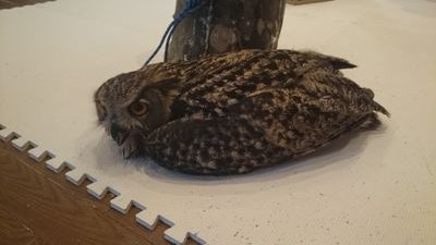 honmokufukurou's profile picture. 旧ふくろうカフェ福来楼です。
ただ今カフェは休業中です。
今後につきましては、改めてお知らせさせて頂きます。
鳥達の様子は発信させて頂きます。引き続きどうぞよろしくお願い申し上げます！