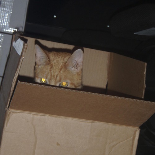 I'm a cat, $%!@ you!.