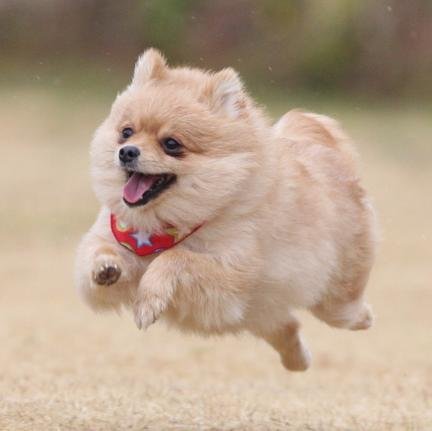 思わず犬が飼いたくなる！そんなワンちゃん動画をお届けします。