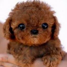 犬 かわいいわんちゃん Pretty Dogs Twitter 犬 かわいいわんちゃん Pretty Dogs Twitter