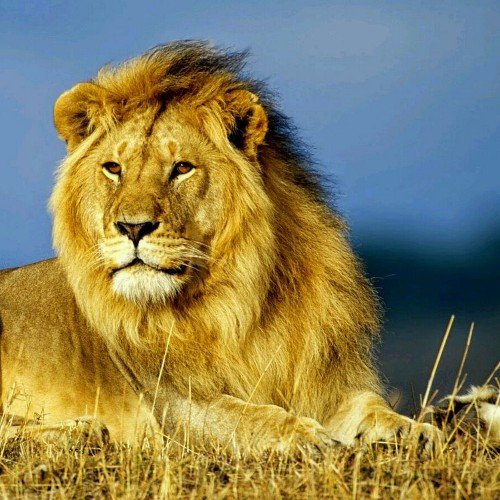 afzalpathan51's profile picture. 