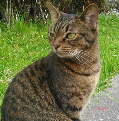 全ての犬と猫を家の中へ。RT多め、政治的・主義主張ツイートもします。 なるべく色んな見方考え方を知りたいので自分の主義と異なる主義の方もフォローすることがあります。えっちいのはお断りです。