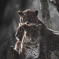 قُدوم (@kdoom99) 's Twitter Profile