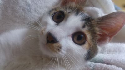 神奈川県で三毛猫のはじめを探しています。 毎日たくさんのご協力ありがとうございます☺️  神奈川県横浜市泉区 2015.10.26～   無言フォロー リツイートOKです☺️ よろしくお願いします☺