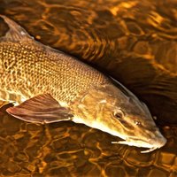 Angling Dreams (@angling_dreams) 's Twitter Profile