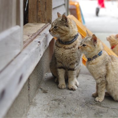 snow_rainbow2's profile picture. モンスターハンター