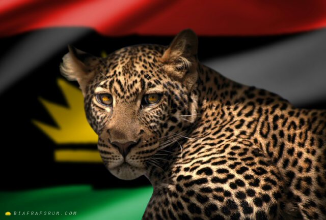 Uche4Biafra's profile picture. Am fanatical about #Biafra