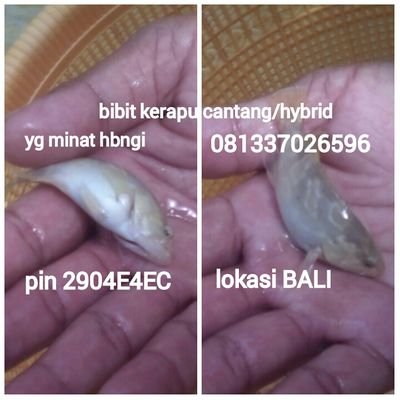 pin bb. 2904E4EC. 081337026596