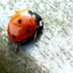 ChaCoccinelle 🐞 (@charlottecocci) Twitter profile photo ChaCoccinelle 🐞 (@charlottecocci) Twitter profile photo
