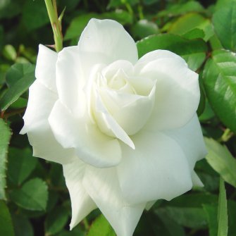 wintersv's profile picture. 