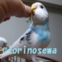 HIRO@鳥世話日記 (@torinosewa) Twitter profile photo