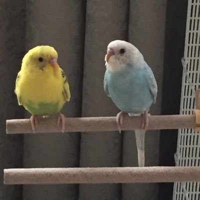 鳥さん好きで 、セキセイインコ3羽とコザクラインコ1羽と暮らしています(๑˃̵ᴗ˂̵) 無言で失礼ですがどうぞ宜しくお願いします🙏💕