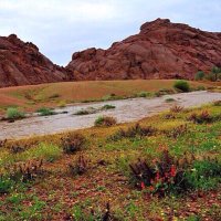 شامان صالح البلوي (@aiwgihfath) 's Twitter Profile
