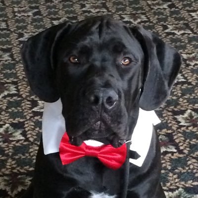 rbaldrunone's profile picture. US Marine, husband, dad, Harley rider, bass fisherman, big foot seeker, friend to all dogs, coffee connoisseur, hunter, and a gun-carrying outdoorsman.