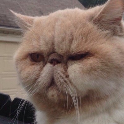 Mikeystubesock's profile picture. waiting for the day mikey loses a tube sock and tweets about it