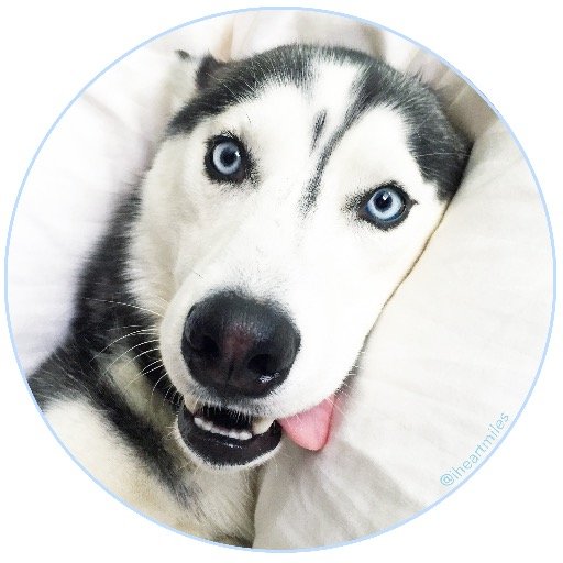milesthehusky's profile picture. 