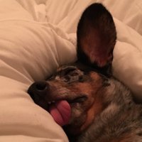 Khoi Nguyen (@gettemsauce) 's Twitter Profile