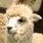arupyaka's profile image