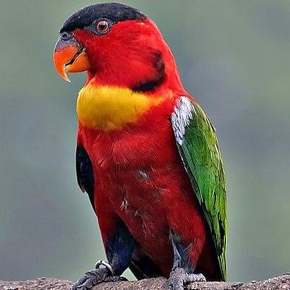 Redparrot10 Profile Picture