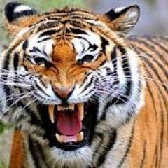 4gussuksses2015's profile picture.
