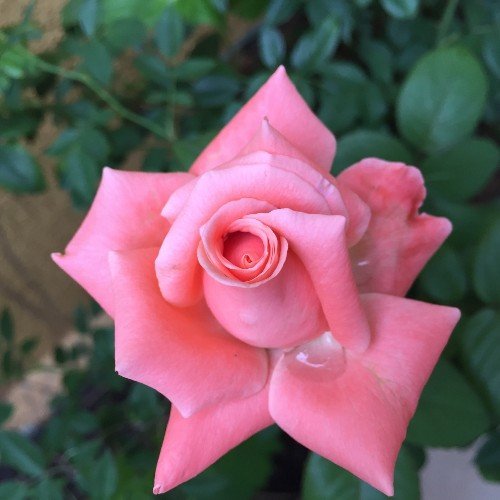 TuaAnastasia's profile picture. 