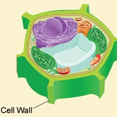 2015_cellwall's profile picture. 