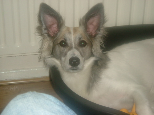 molliethemutt's profile picture. I'm Mollie a 4 1/2 old cross border collie.Ihave great life with my lovely folk who got me from the rescue home love them both