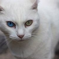 ČŁÅŠH (@clashofthepaw) 's Twitter Profile