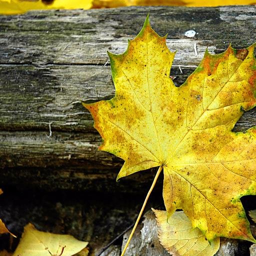 Shahin_HF's profile picture. 