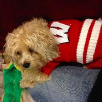 Josh Garoon (@joshgaroon) 's Twitter Profile