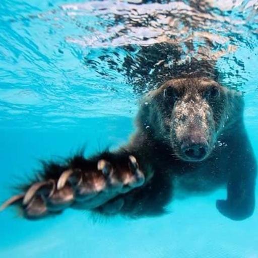 singlevisioninc's profile picture. Single Vision is a 501(c)(3) non-profit organization dedicated to endangered species education. DONATE TODAY @Indiegogo: https://t.co/VZSqBWFhSa